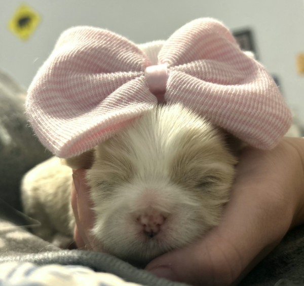 Shih Tzu Puppy - Reserved