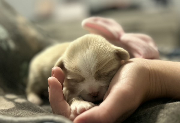 Happy Shih Tzu puppy showing sweet temperament