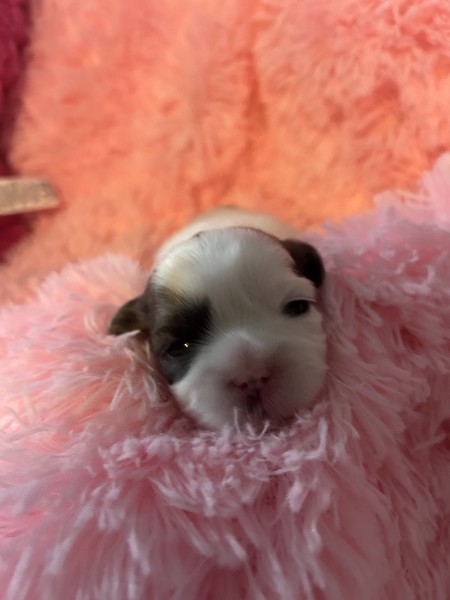 Healthy Shih Tzu sitting outdoors
