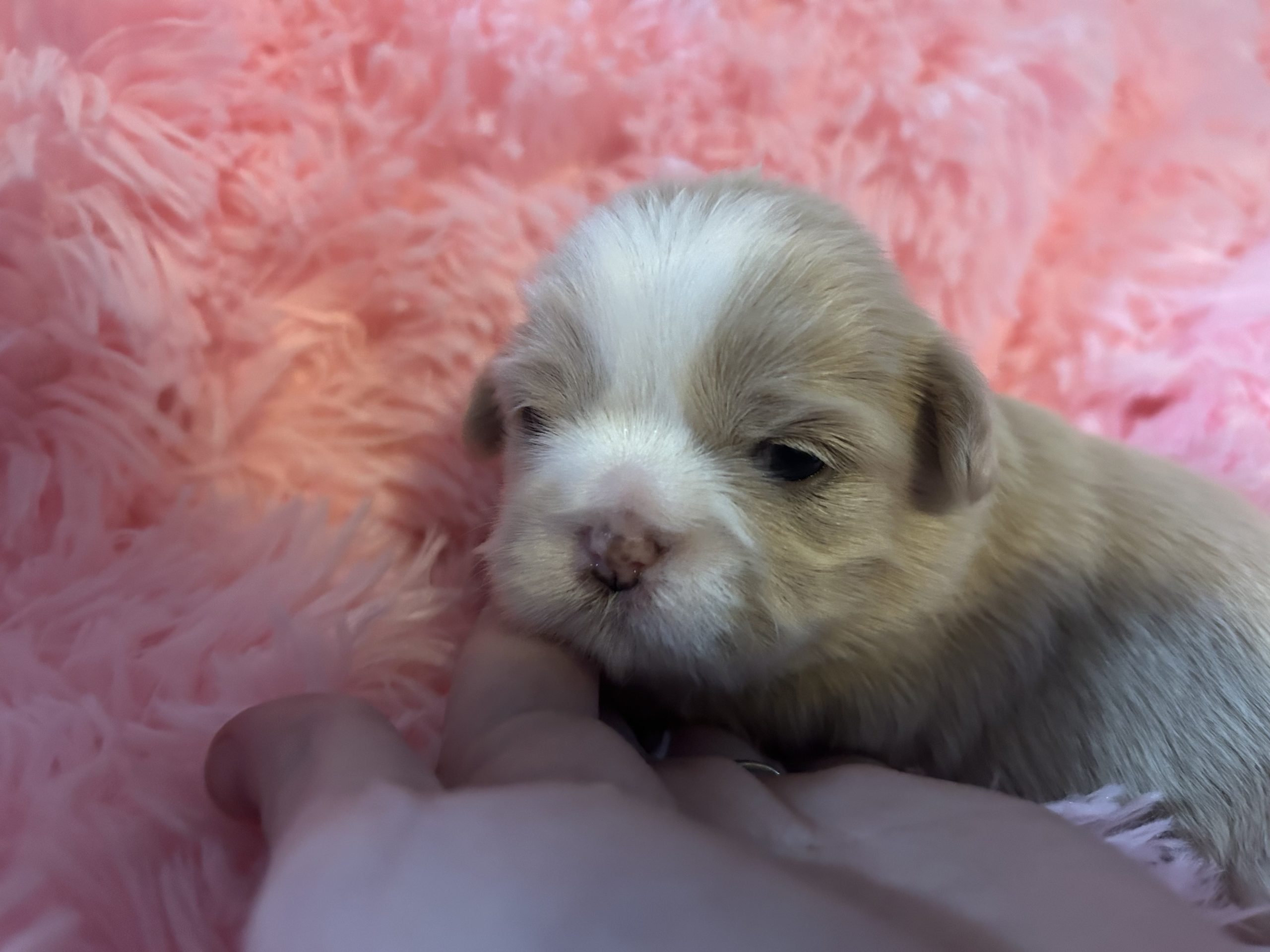 Available Shih Tzu Puppy - Princess