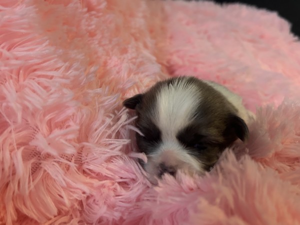 Sweet Shih Tzu puppy resting comfortably