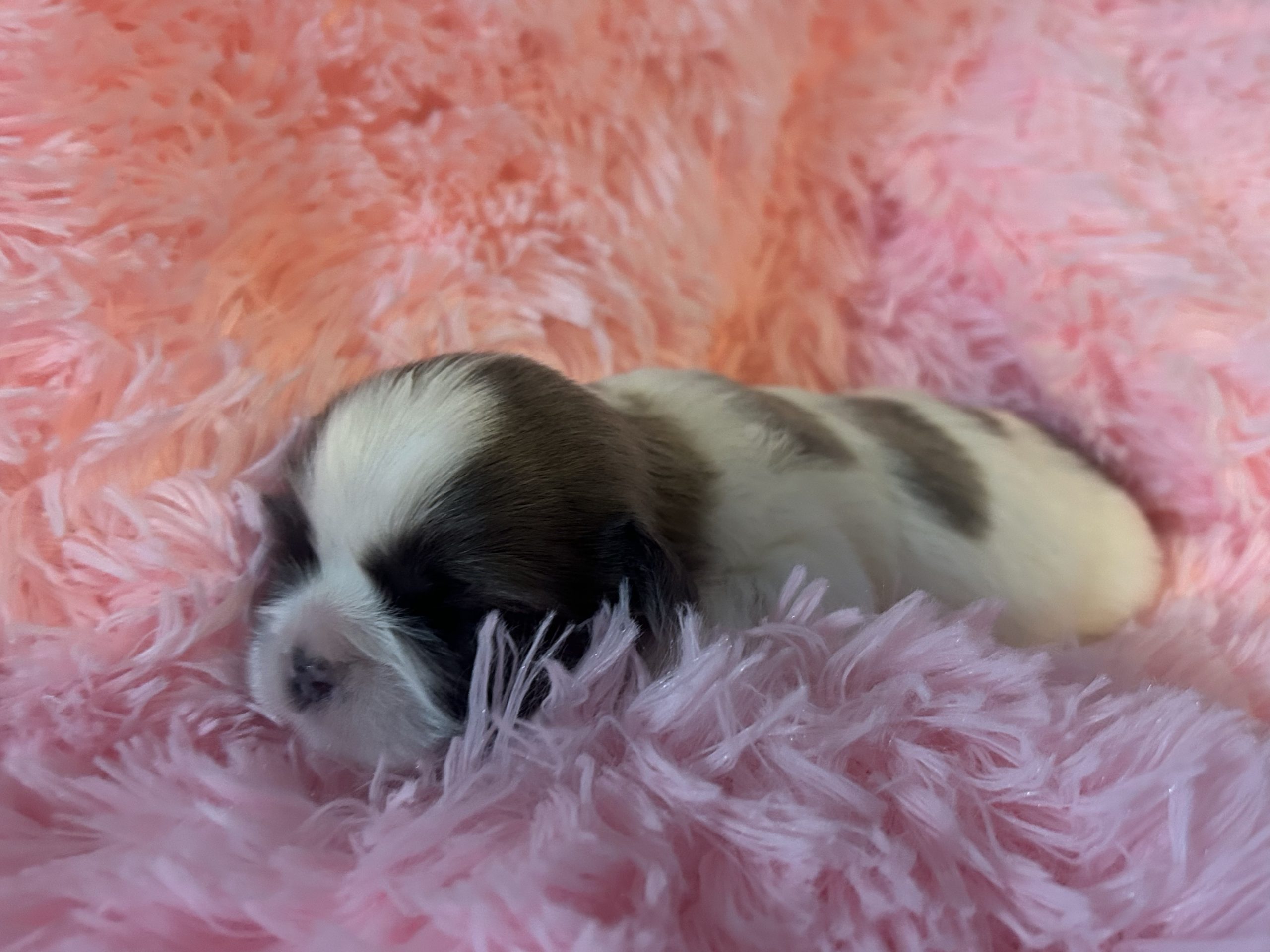 Beautiful fluffy Shih Tzu puppy from Koda Bear's Cubs